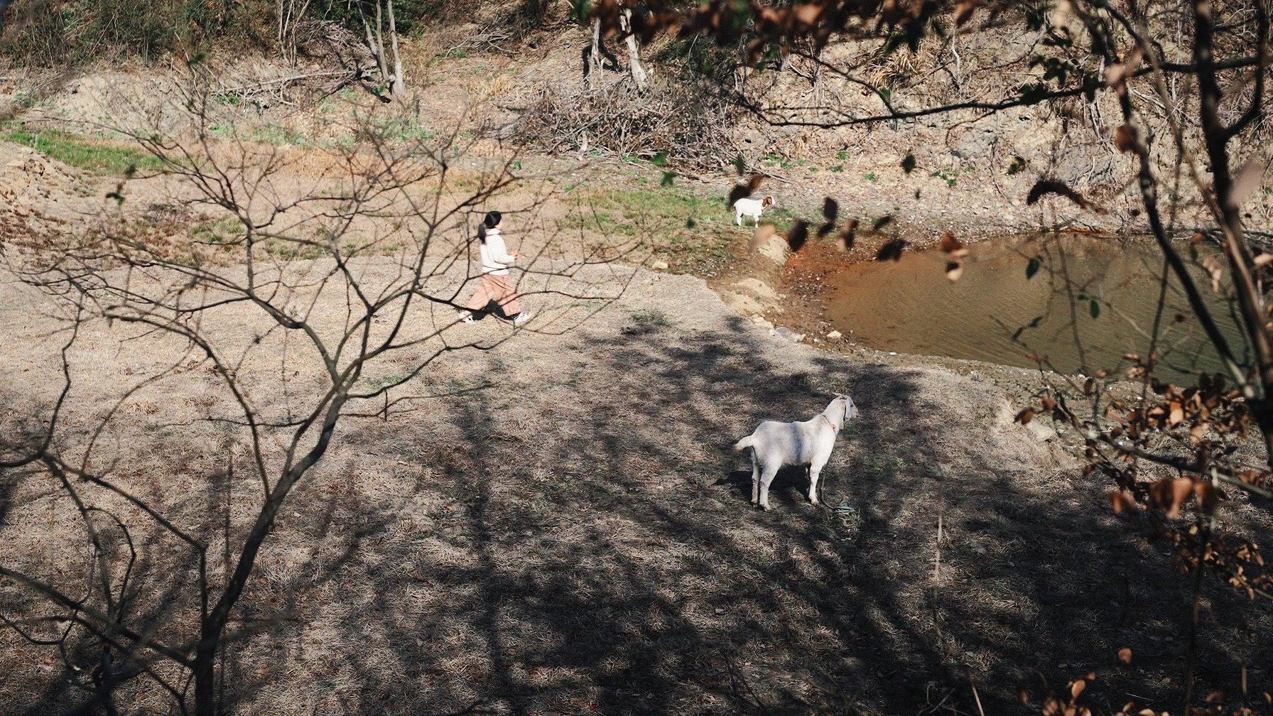 土地嗲嗲 封面